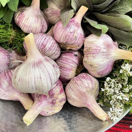 Chinese Pink, Garlic Bulbs - 1/4 Pound image number null